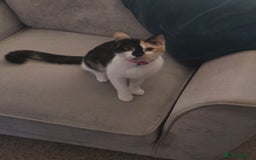 Mixed Breed cats for sale: Tortoise Shell Cat - Image 1