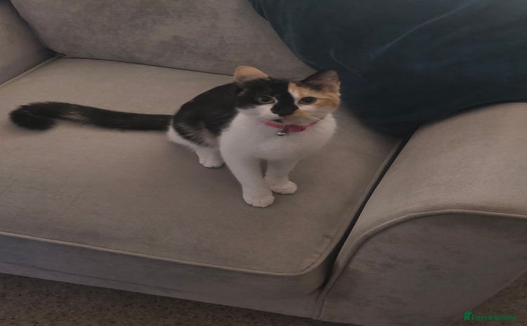 Mixed Breed cats - Advert 1