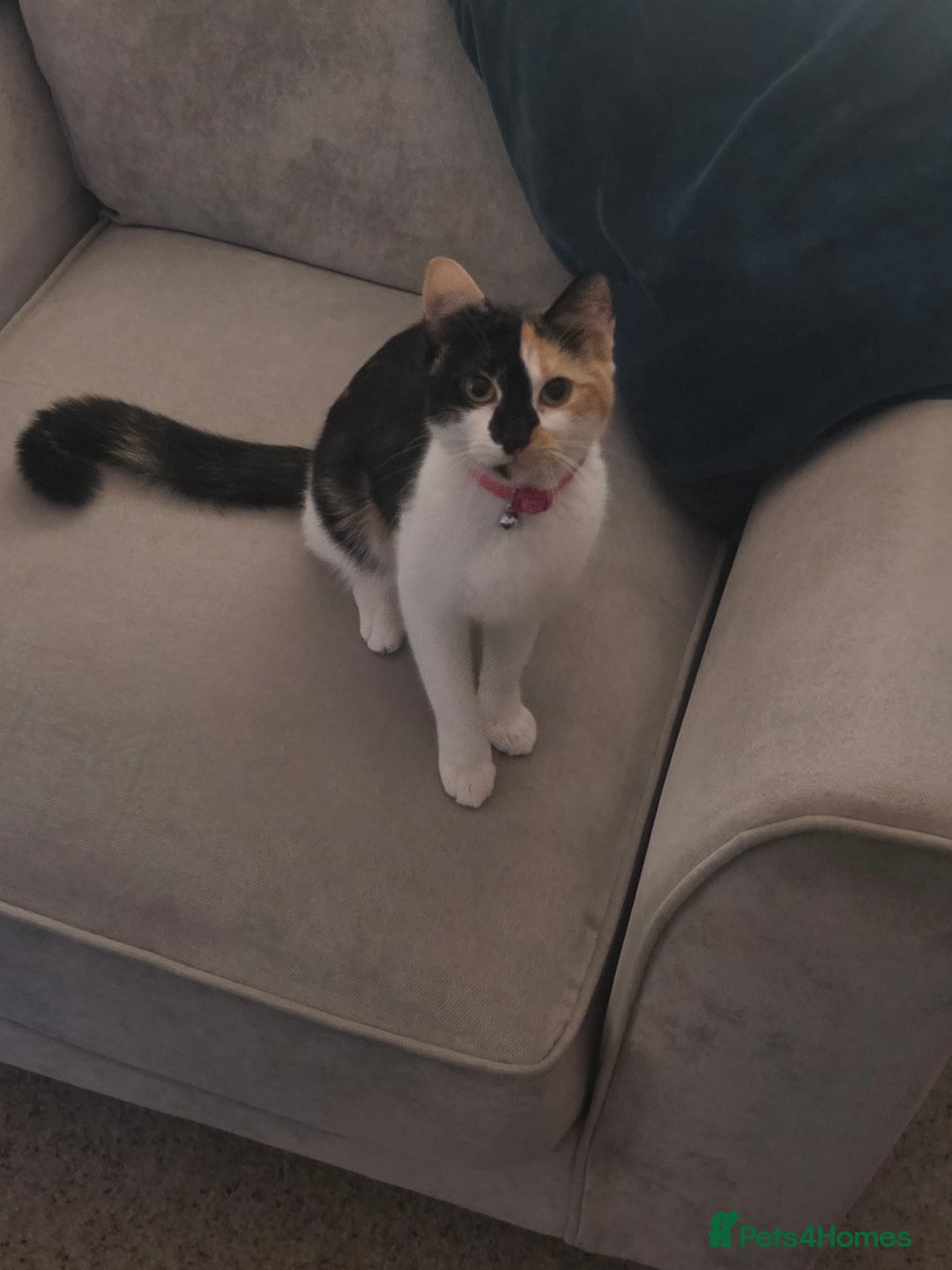 Mixed Breed cats for sale: Tortoise Shell Cat - Image 1