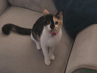 Mixed Breed cats for sale - Advert 1