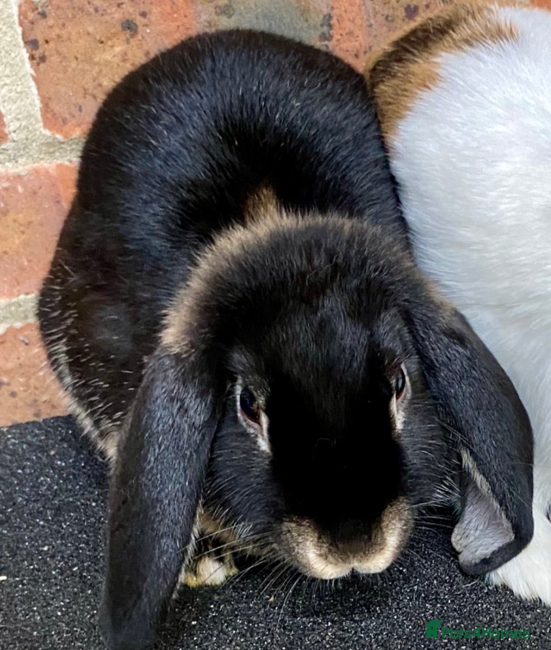 Mini Lop rabbits for sale: 2 sweet bonded mini lop sisters £25 each. - Advert 2