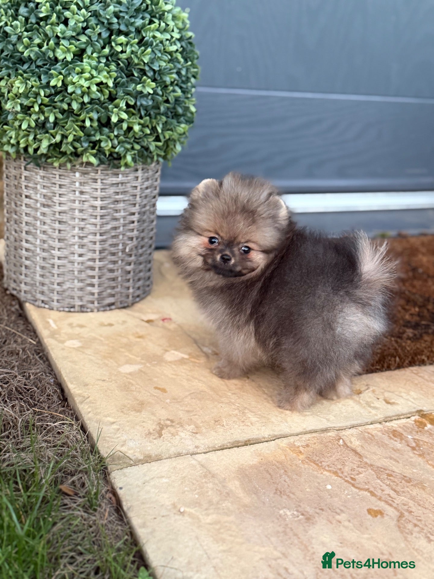Pomeranian dogs for sale: Micro size teddy  face  - Advert 2