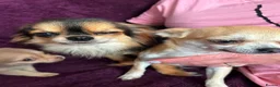 Chihuahua dogs for sale: Outstanding tiny tiny chichahua  - Advert 8