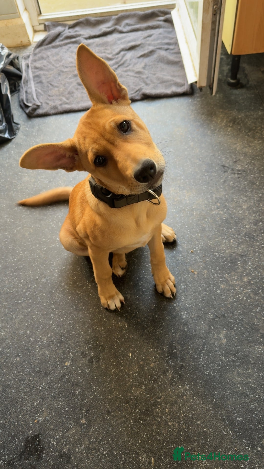 Mixed Breed dogs for sale: Lexi 7 Months old - Advert 8