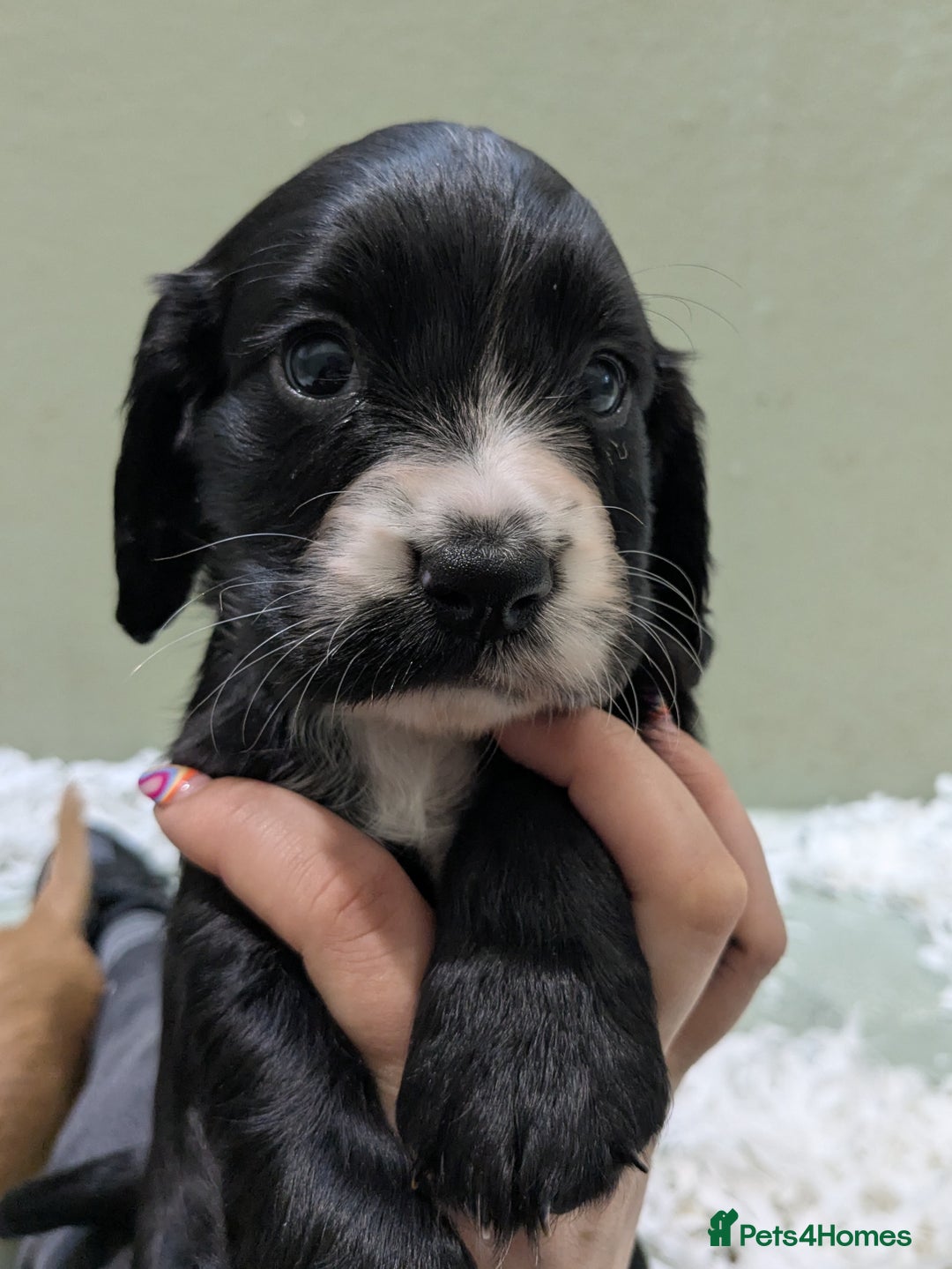 Cocker Spaniel dogs for sale: Beautiful Cocker Girl Pups, READY TO LEAVE-27.7.25 - Image 7
