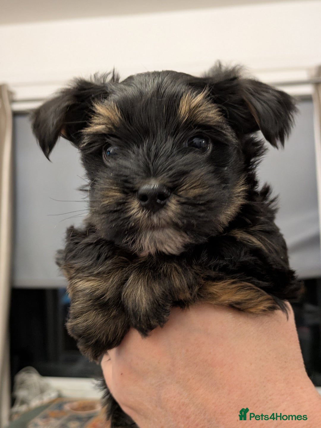 Yorkshire Terrier dogs for sale: York terrier pupyy  - Advert 1