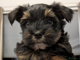 Yorkshire Terrier dogs York terrier pupyy - Advert 15