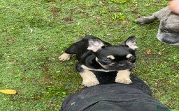 French Bulldog dogs for stud: Chocolate Tan french bulldog Burtie in Sevenoaks - Image 20