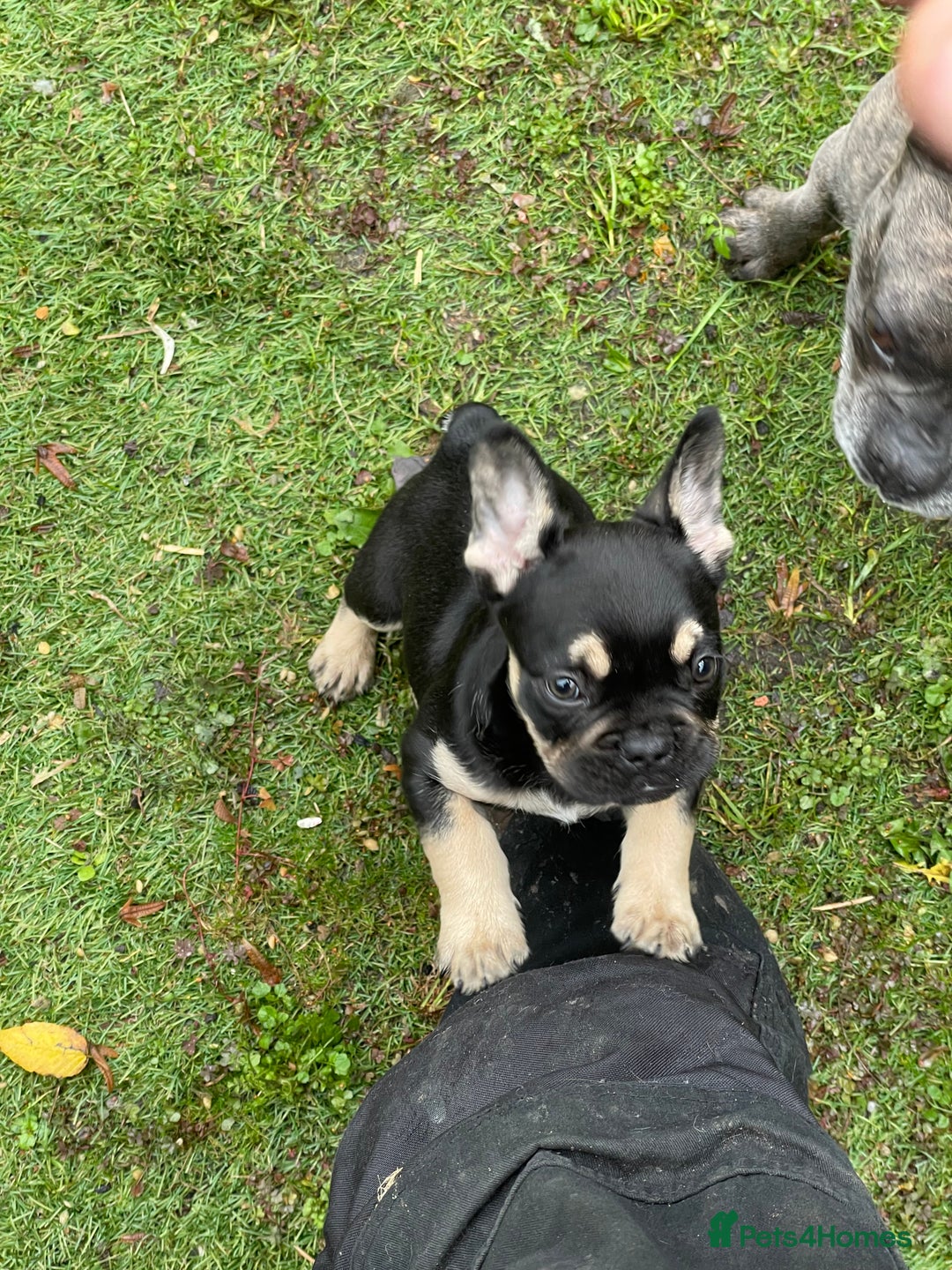 French Bulldog dogs for stud: Chocolate Tan french bulldog Burtie in Sevenoaks - Image 20
