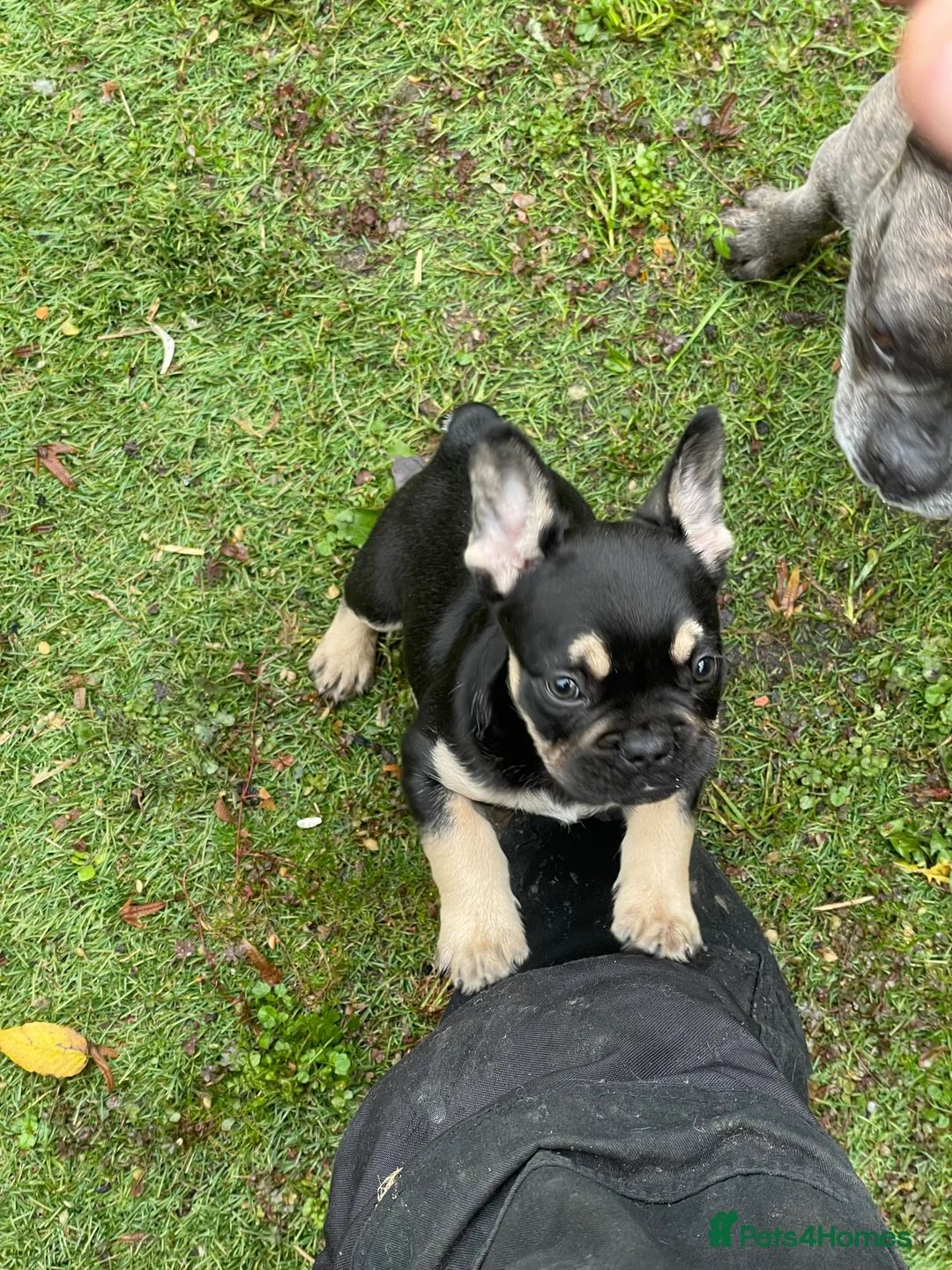 French Bulldog dogs for stud: Chocolate Tan french bulldog Burtie in Sevenoaks - Advert 20
