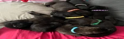 Mixed Breed dogs for sale: Staffy x Corso x Shepherd  - Advert 9