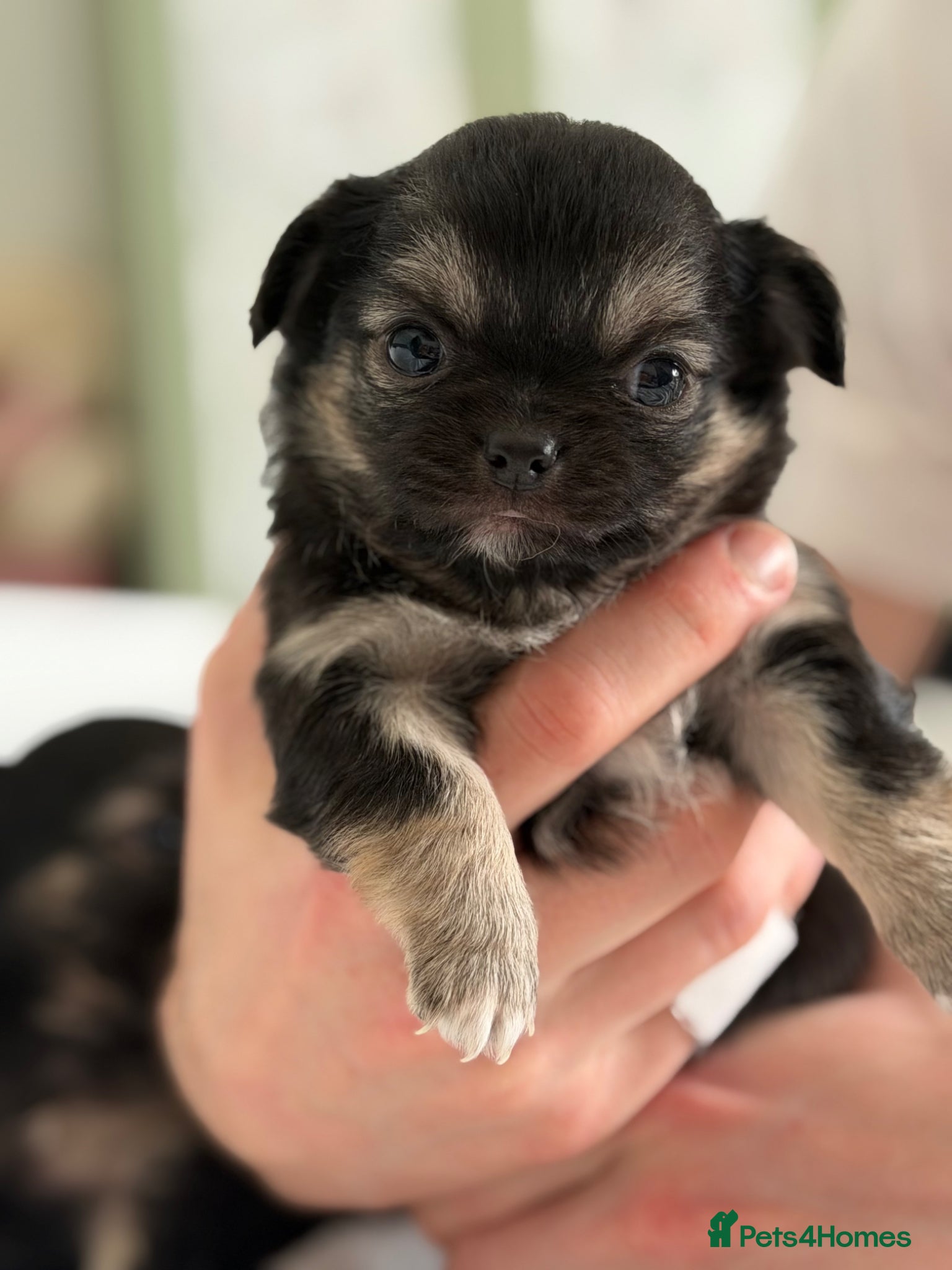 Chihuahua dogs Ready now! One long haired female left!  - Advert 9