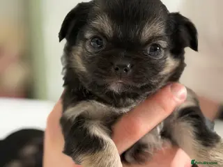 Chihuahua dogs Ready now! One long haired female left! - Advert 9