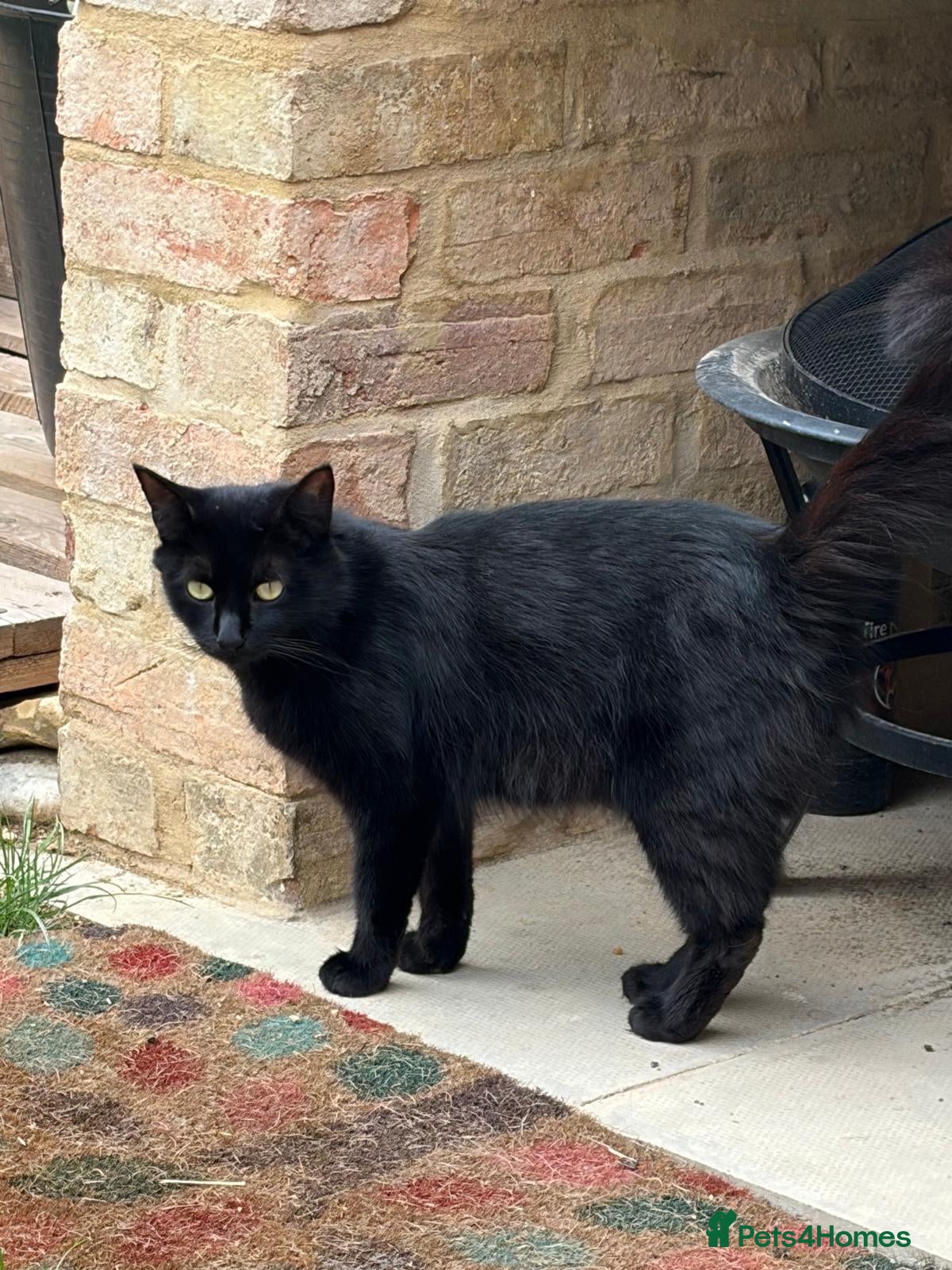 British Longhair cats Fluffy Black and Black and White Kittens! - Advert 1