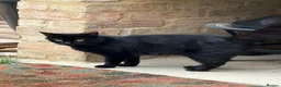 British Longhair cats for sale: Fluffy Black and Black and White Kittens! - Advert 1