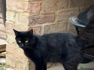 British Longhair cats Fluffy Black and Black and White Kittens! - Advert 1