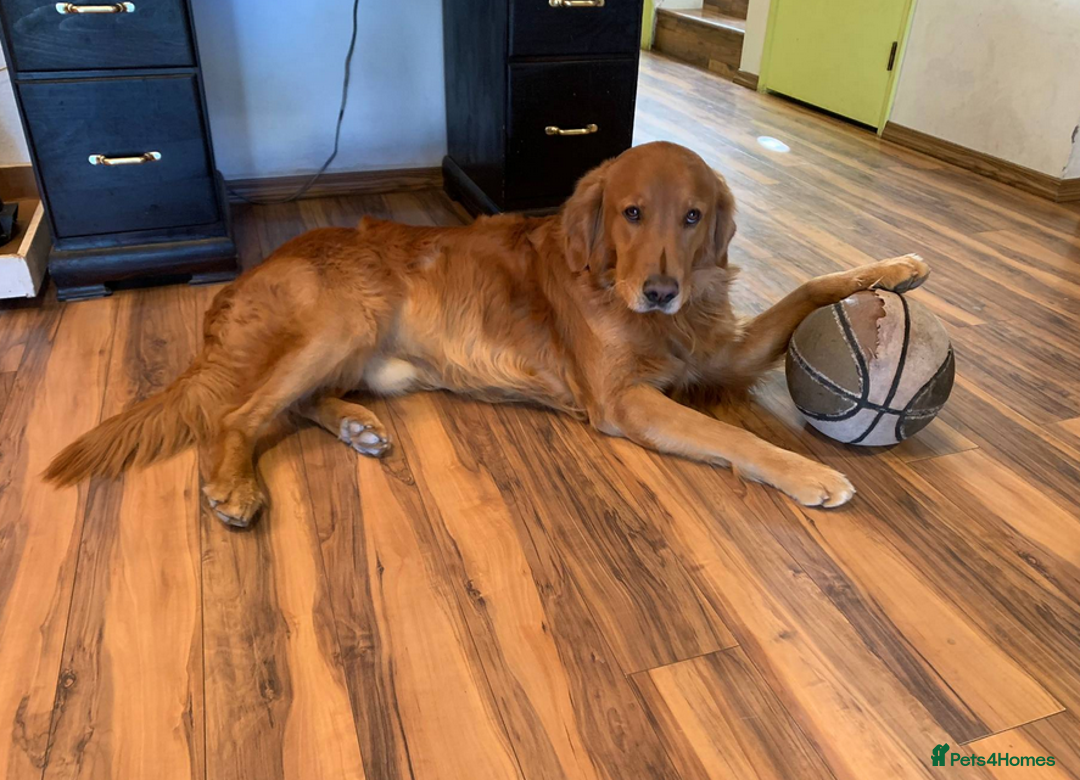Golden Retriever dogs for sale: Golden Retriever Puppies - Image 3