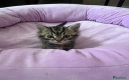 Mixed Breed cats for sale: Beautiful Kittens for sale - Image 6
