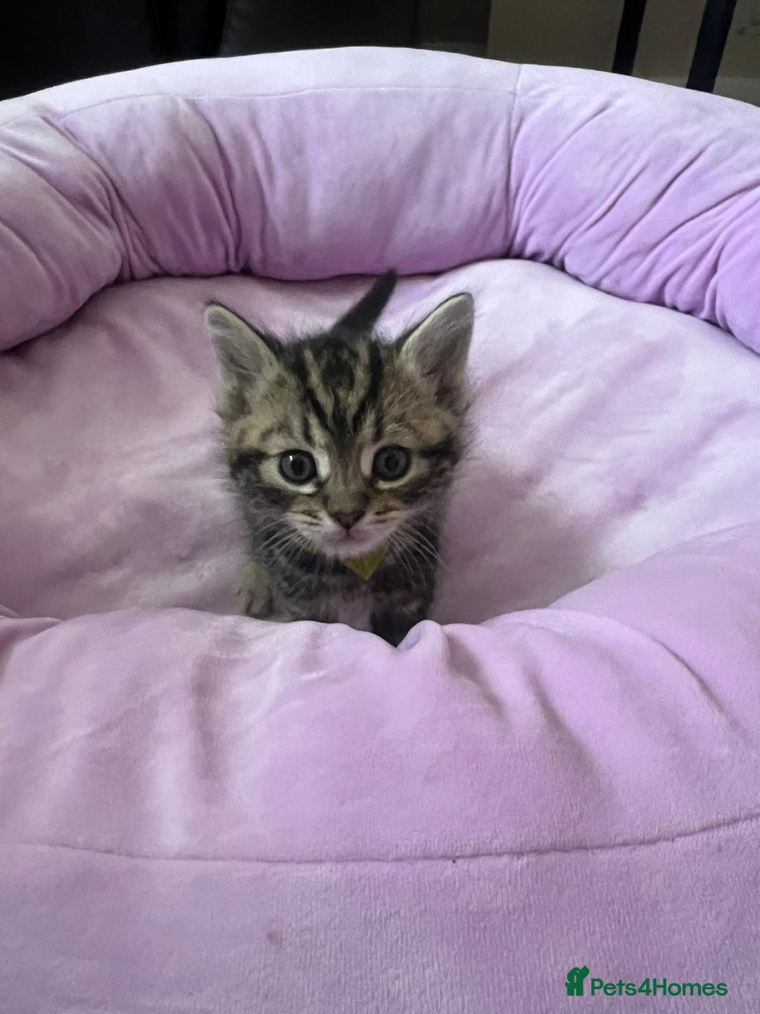 Mixed Breed cats for sale: Beautiful Kittens for sale - Image 6