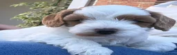 Cavapoo dogs for sale: Adorable Cavapoo Puppies looking for ⭐⭐⭐⭐⭐ homes in Harrogate - Advert 5