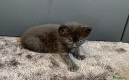 Mixed Breed cats for sale: Siberian x British Shorthair Kittens 💞 - Image 6