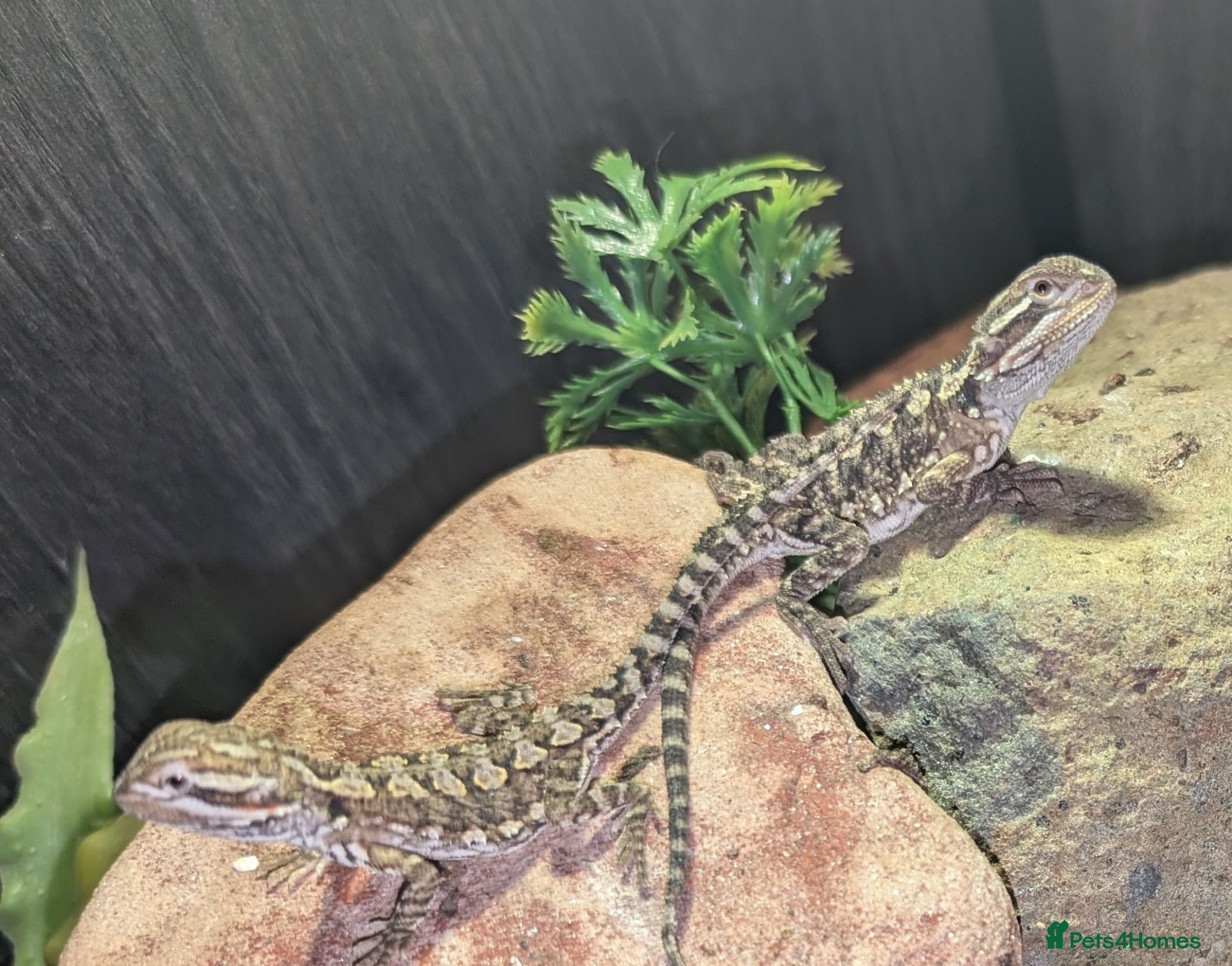 Bearded Dragon reptiles Vivarium & Rankin dragon (bearded dragon cousin) - Advert 2