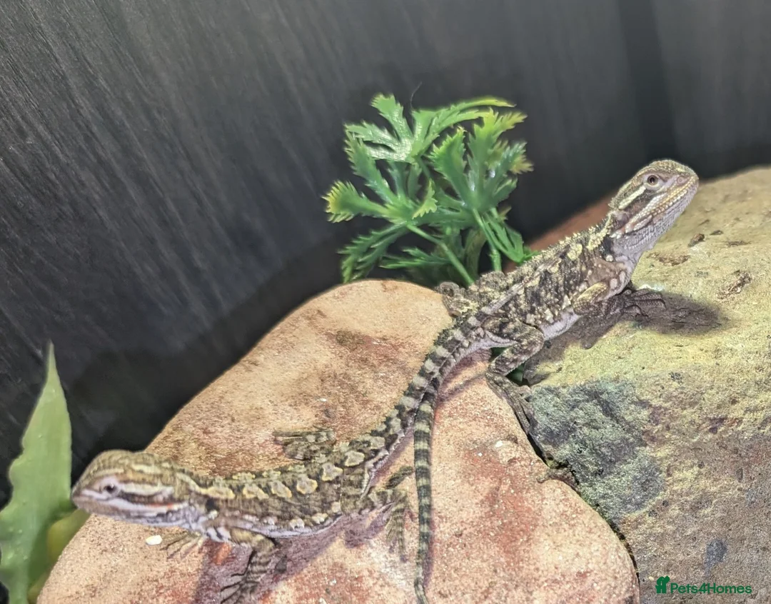 Bearded Dragon reptiles for sale: Vivarium & Rankin dragon (bearded dragon cousin) - Advert 1