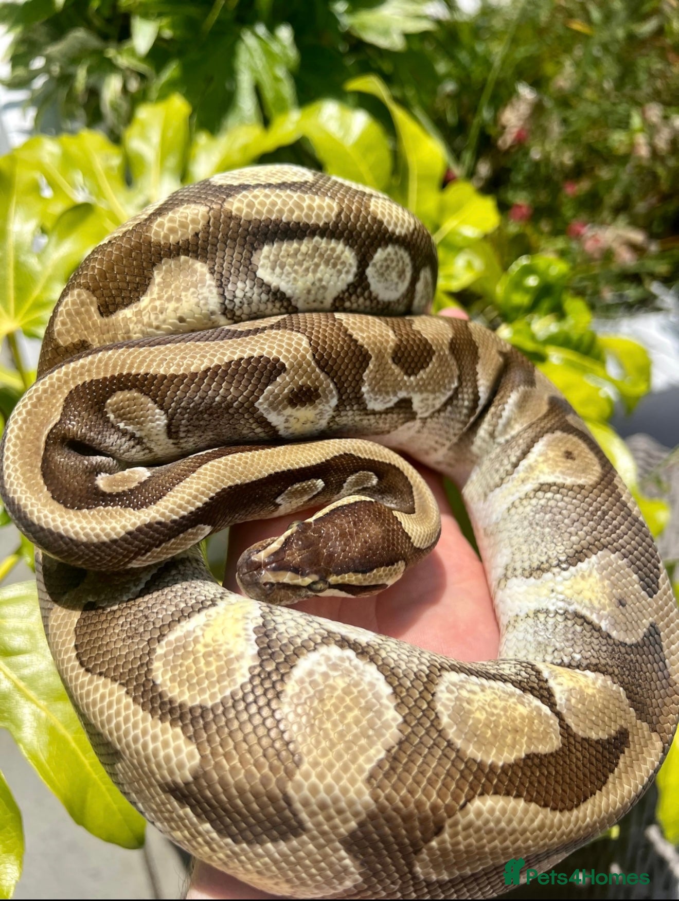 Python Snake reptiles Lesser Enchi Mojave het pied female - Proven  - Advert 19