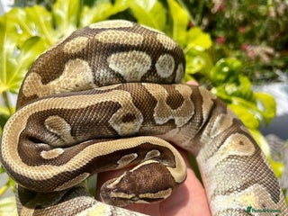 Python Snake reptiles - Advert 36