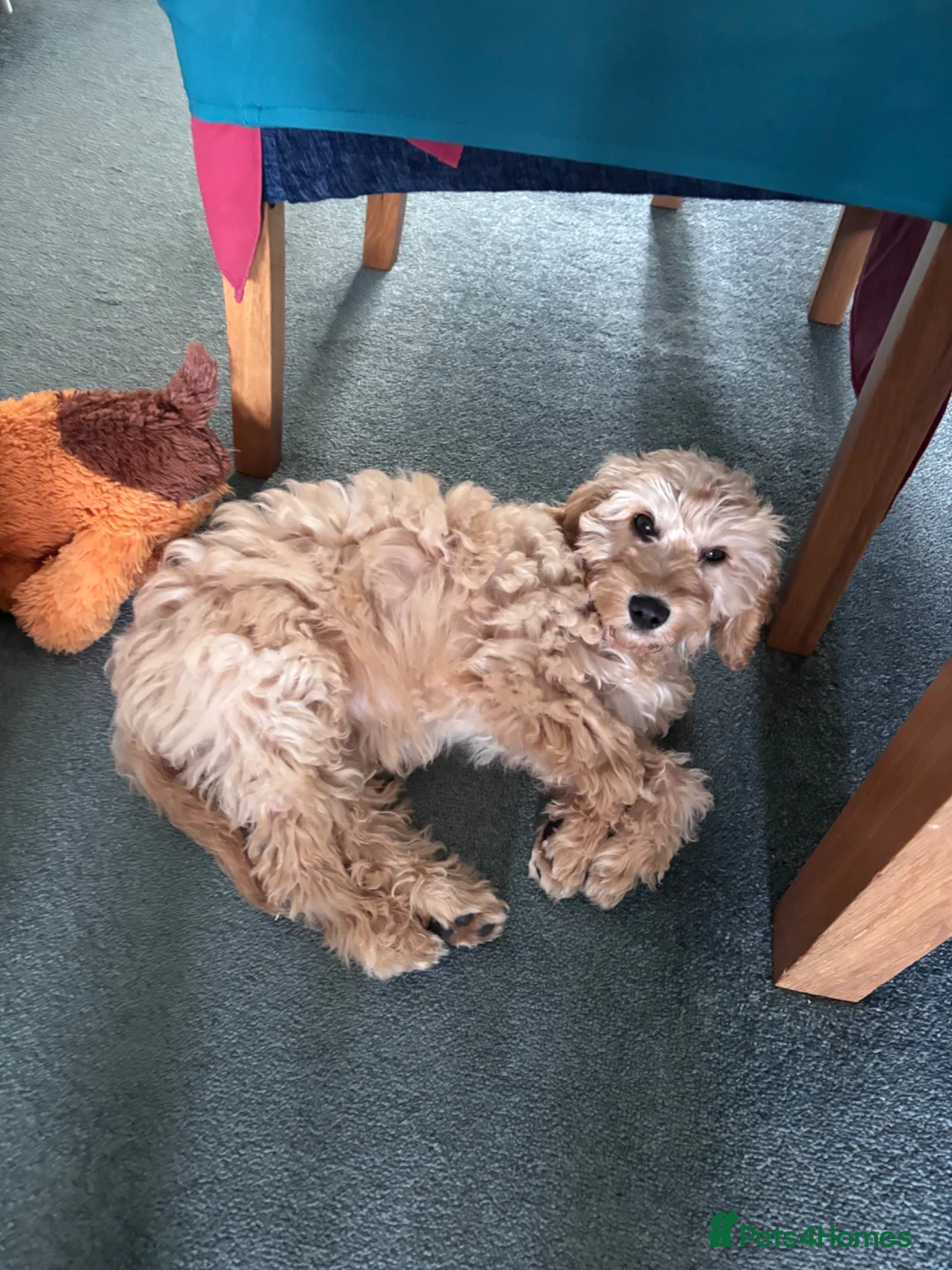 Cockapoo dogs for sale: 4 month old female cockapoo - Advert 2