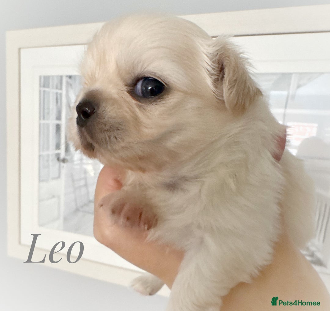Chihuahua dogs for sale: KC long coat cream chihuahua puppies  - Advert 3