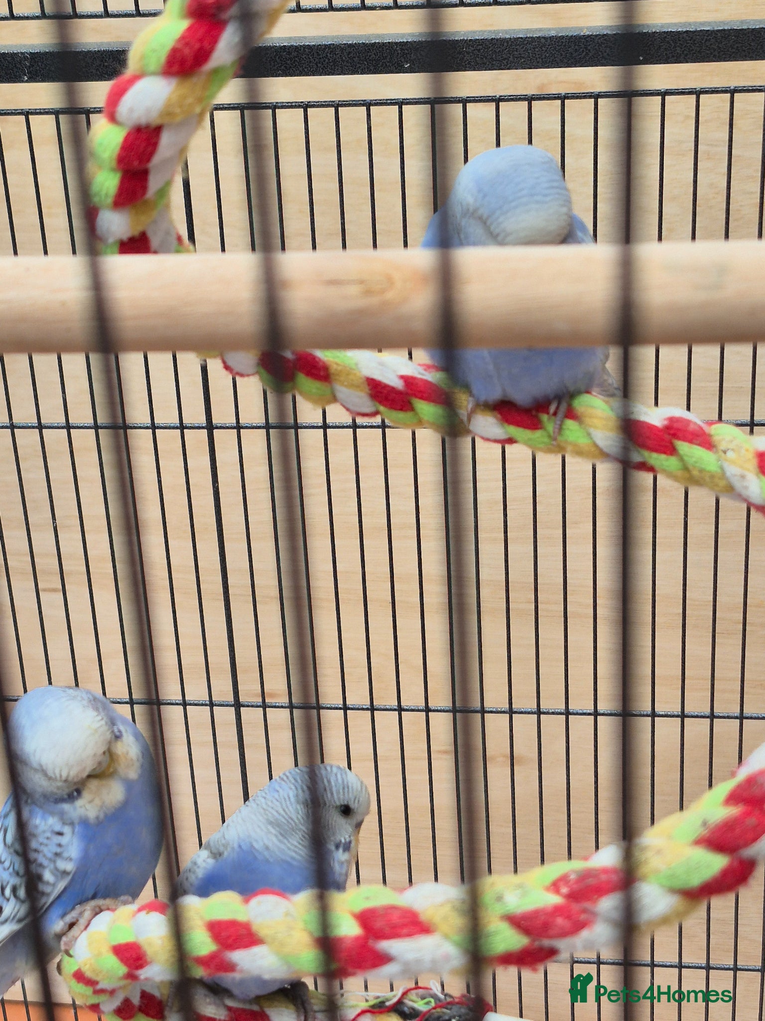 Budgerigars birds Baby Budgies for Sale. - Advert 2