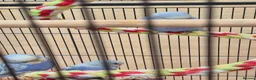 Budgerigars birds for sale: Baby Budgies for Sale. - Advert 2