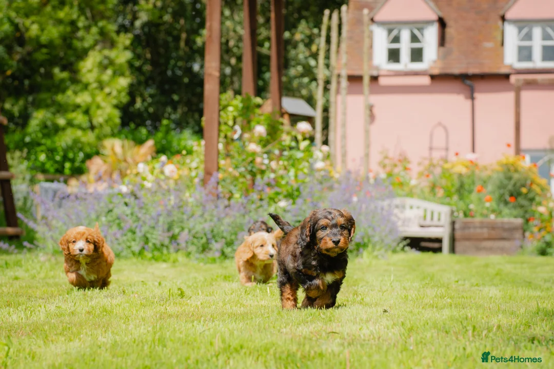 Miniature Poodle dogs for stud: KC Agouti Phantom Miniature Poodle for Stud in Bury Saint Edmunds - Advert 8