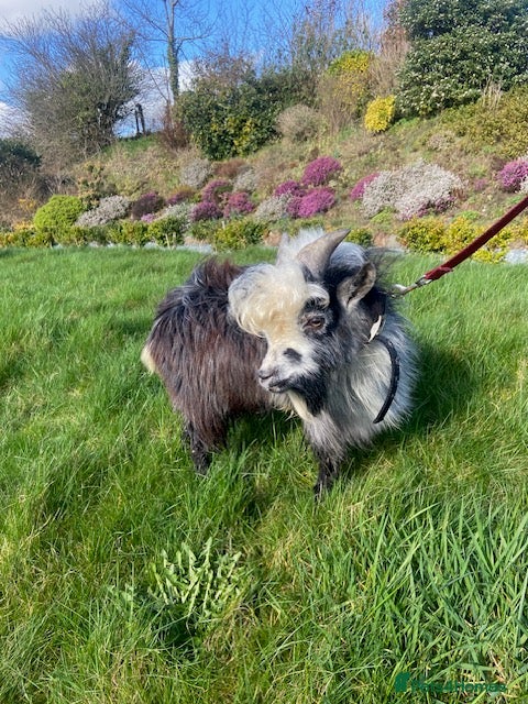 Goats livestock Registered Entire Male Pygmy Goat in Whitland - Advert 14