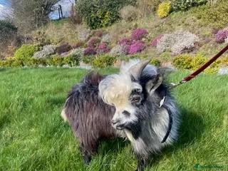 Goats livestock Registered Entire Male Pygmy Goat in Whitland - Advert 14