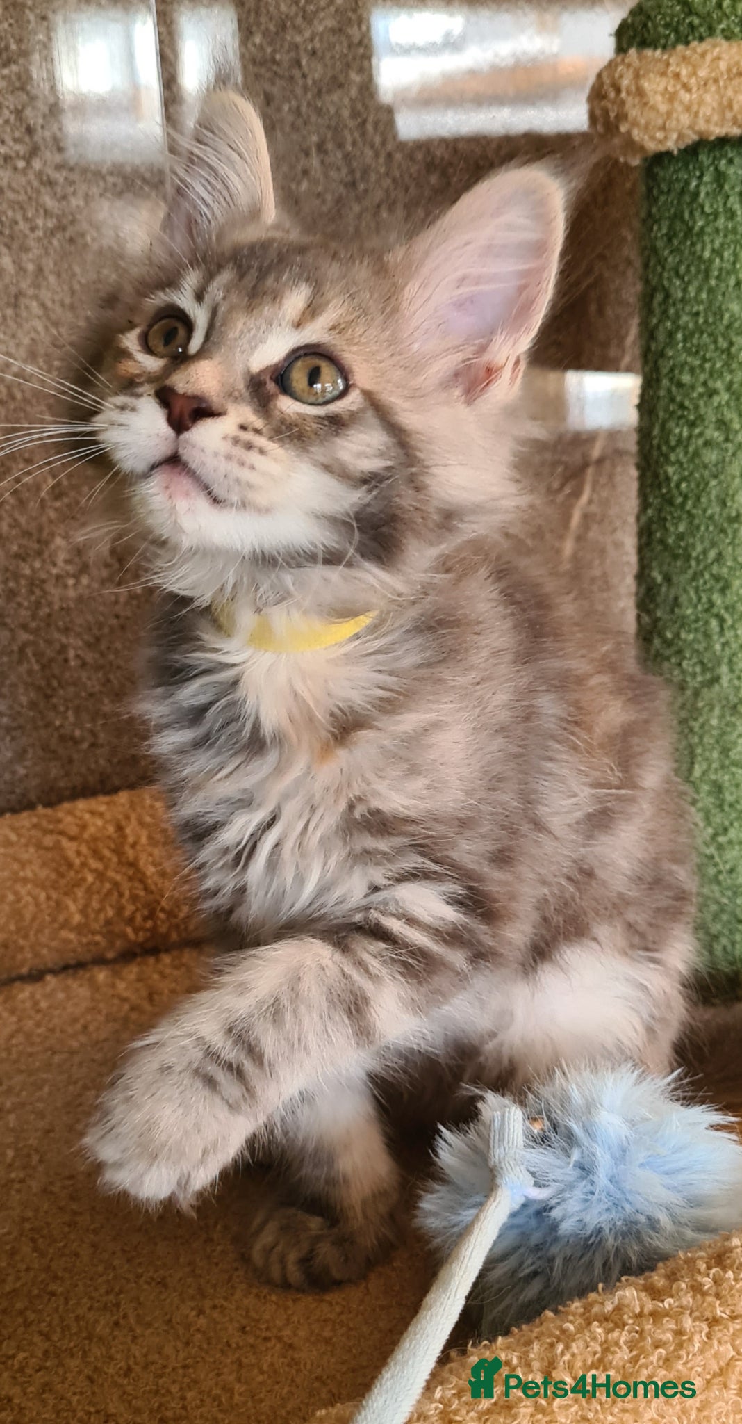 Maine Coon cats Tica registered girls - Advert 4