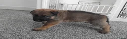 German Shepherd dogs for sale: German shepherd Puppies - Advert 17