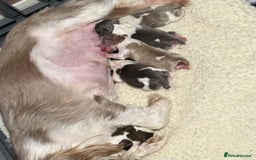 Shih Tzu dogs for sale: Exquisite Imperial Shih Tzu Puppies  - Image 3