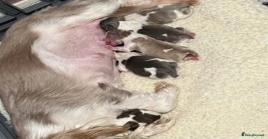 Shih Tzu dogs - Advert 4