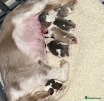 Shih Tzu dogs - Advert 10