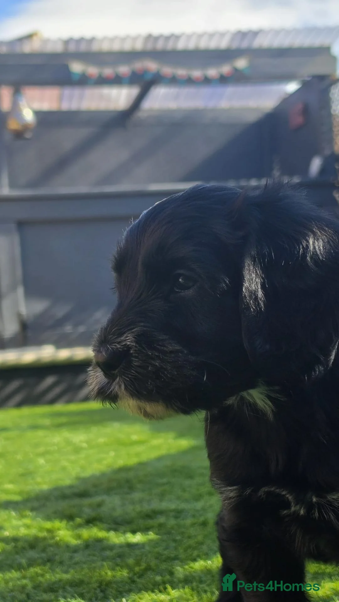 Cockapoo dogs for sale: 2 Gorgeous Black Cockapoo Puppies - Family Raised - Advert 14