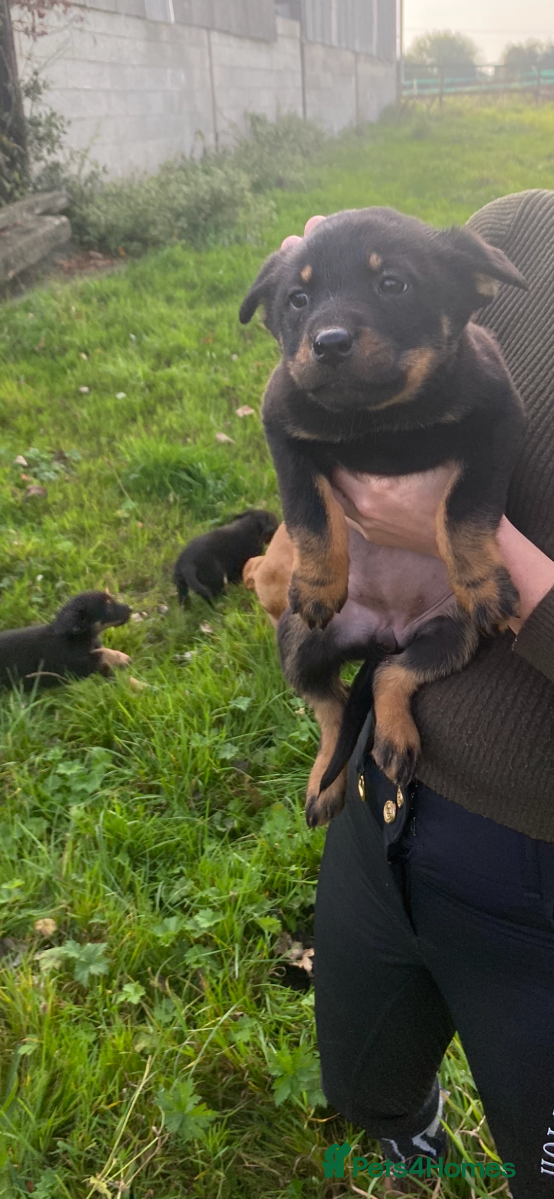 Mixed Breed dogs for sale: Puppies - Image 5