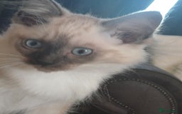 Ragdoll cats for sale: Gorgeous ragdoll boy - Image 3