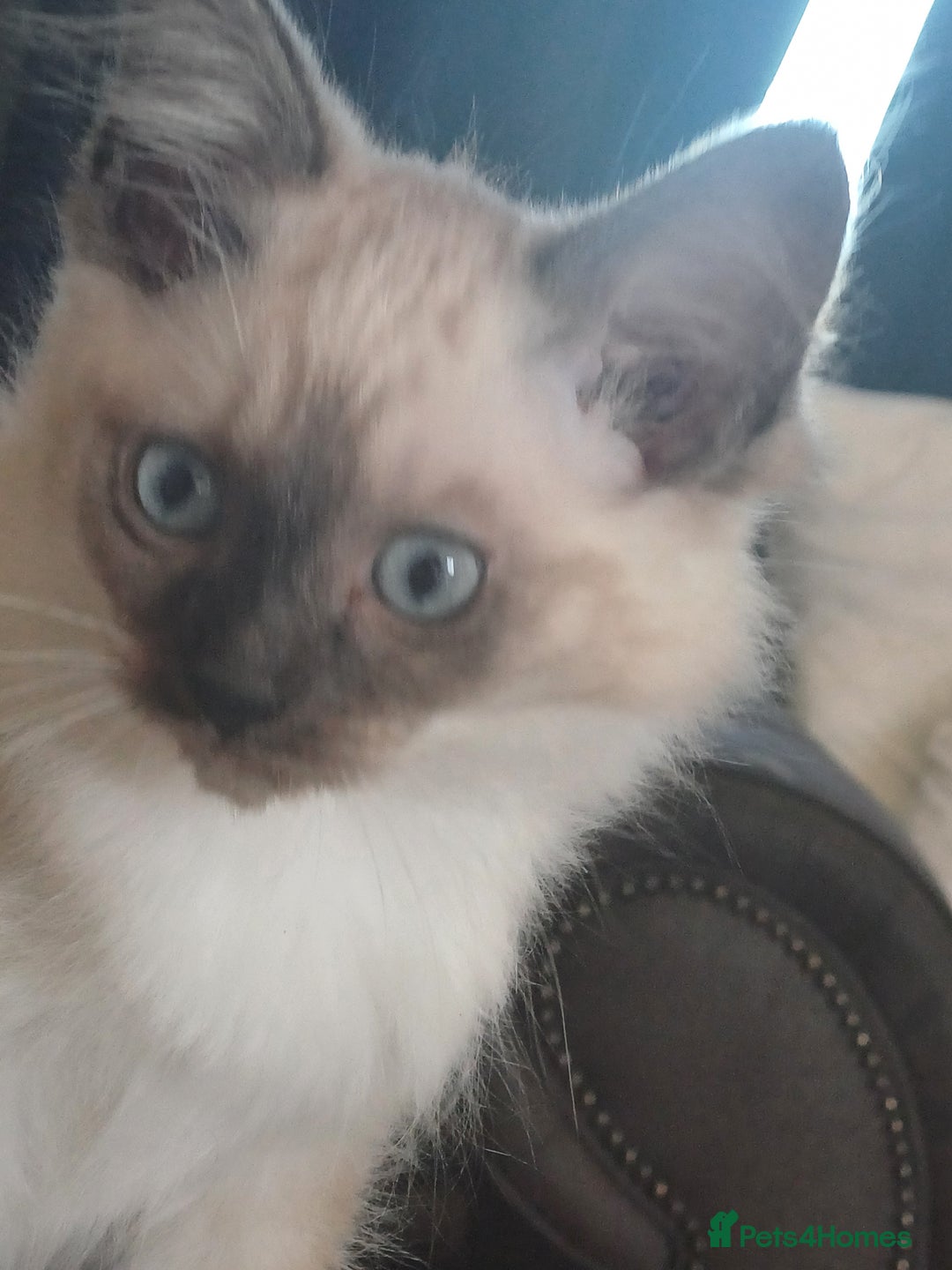 Ragdoll cats for sale: Gorgeous ragdoll boy - Image 3