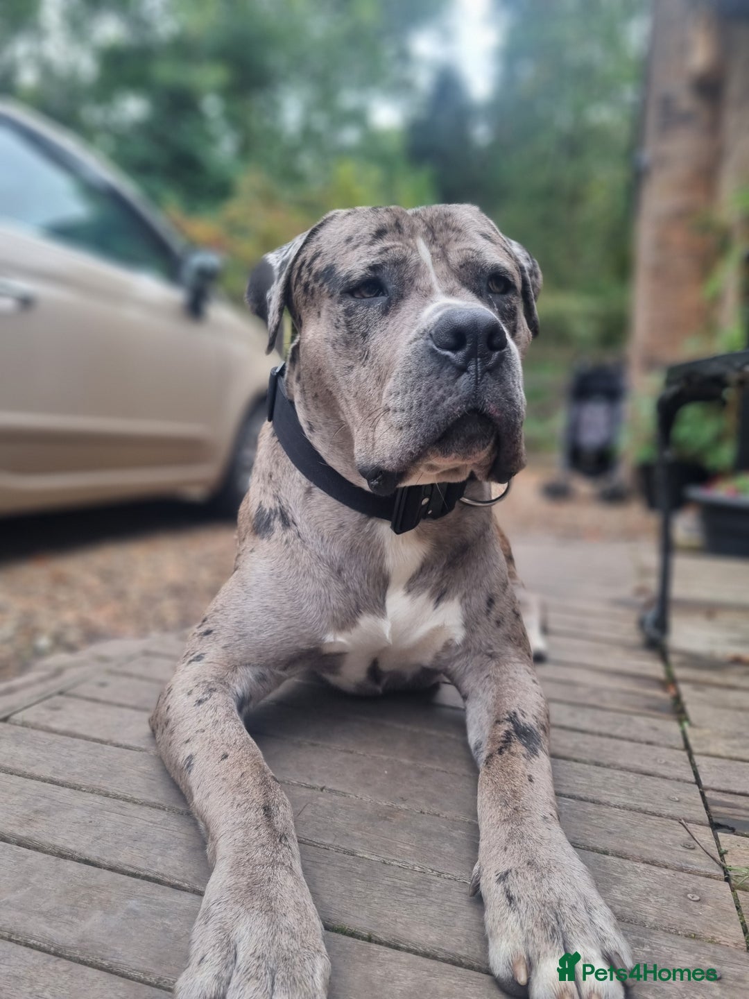 Mixed Breed dogs for sale: 14 month merle mastiff  - Advert 14