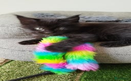 Maine Coon cats for sale: Tica pedigree kittens -ready for reservation  - Image 16