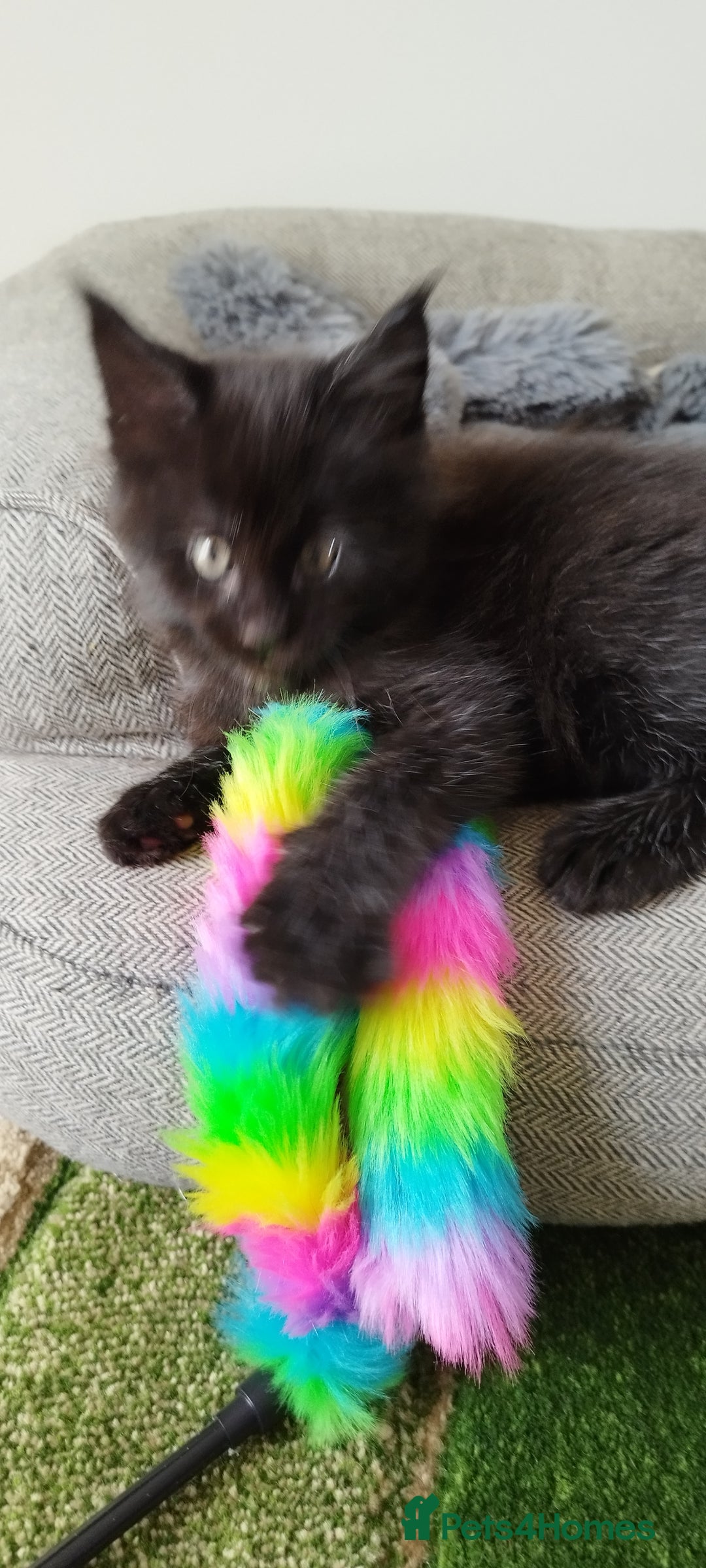 Maine Coon cats for sale: Tica pedigree kittens -ready for reservation  - Image 16