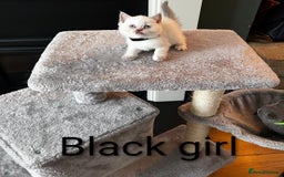 British Shorthair cats for sale: Adorable GCCF Kittens Available - Image 6