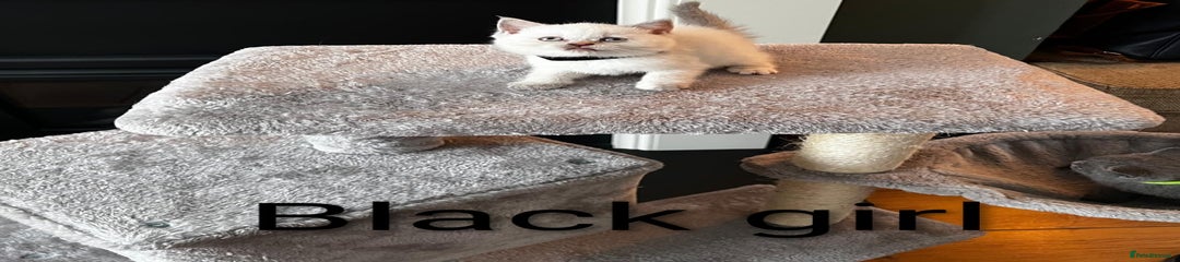 Colourpoint British Shorthair (Black collar )